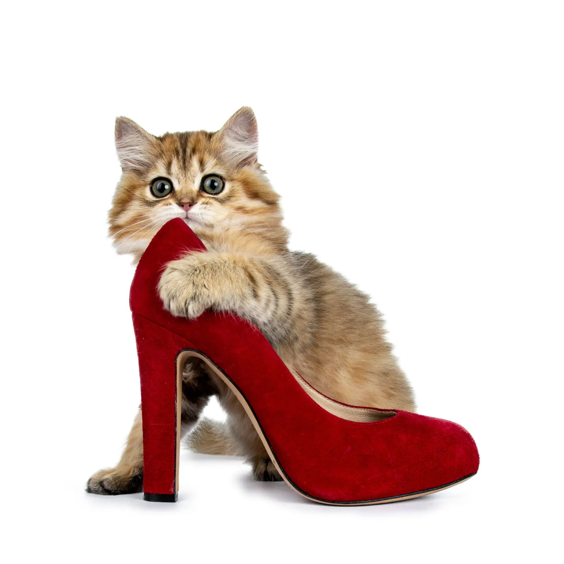 stock photo of a calico kitten with its paw wrapped around a red high heeled shoe